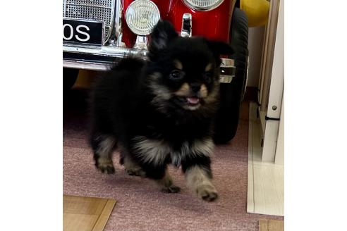 販売中の香川県のポメチワ:ポメラニアン×チワワ-386509の18枚目