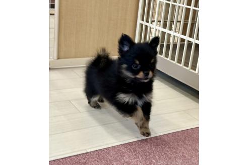 販売中の香川県のポメチワ:ポメラニアン×チワワ-386509の13枚目
