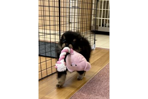 販売中の香川県のポメチワ:ポメラニアン×チワワ-386509の12枚目
