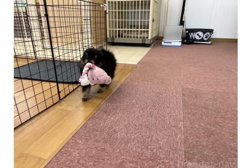 販売中の香川県のポメチワ:ポメラニアン×チワワ-386509の11枚目