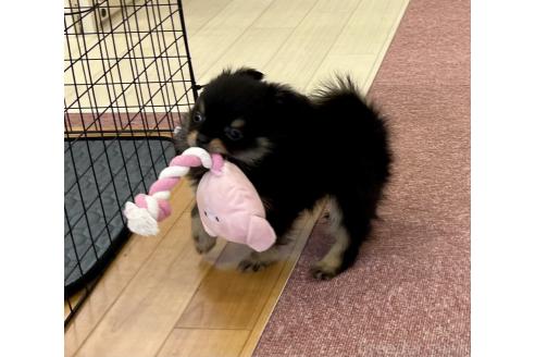 販売中の香川県のポメチワ:ポメラニアン×チワワ-386509の9枚目