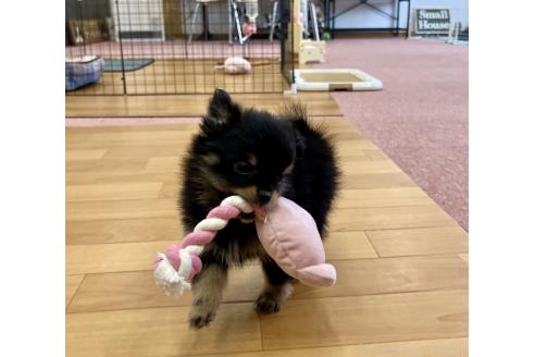 販売中の香川県のポメチワ:ポメラニアン×チワワ-386509の8枚目