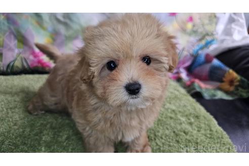 成約済の愛知県のマルプー:マルチーズ×トイプードル-375465の6枚目