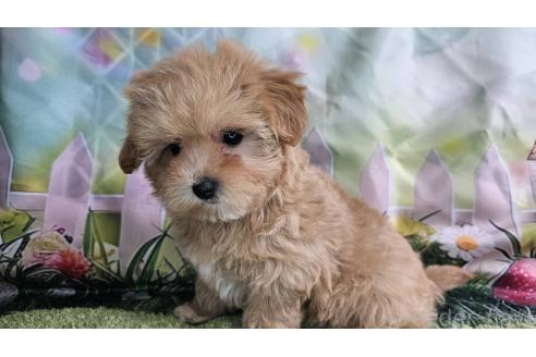 成約済の愛知県のマルプー:マルチーズ×トイプードル-375465の2枚目