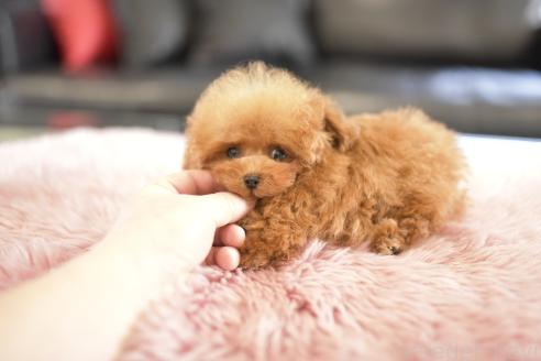 販売中の茨城県のティーカッププードル-386511の2枚目