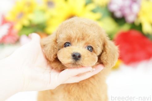 成約済の埼玉県のトイプードル-386514の5枚目