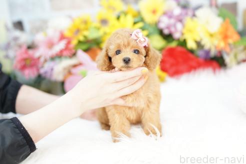 成約済の埼玉県のトイプードル-386514の4枚目