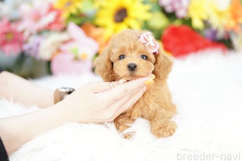 成約済の埼玉県のトイプードル-386514の3枚目