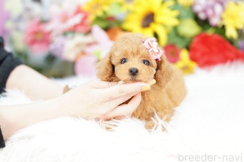 成約済の埼玉県のトイプードル-386514の2枚目