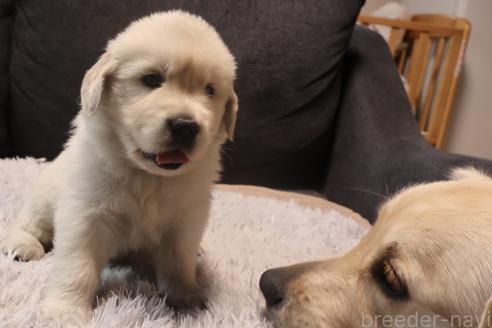 成約済の静岡県のゴールデンレトリーバー-382277の4枚目