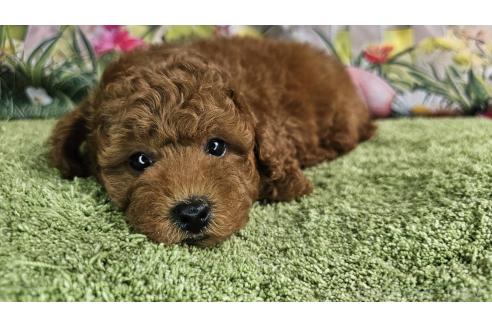 販売中の愛知県のトイプードル-383108