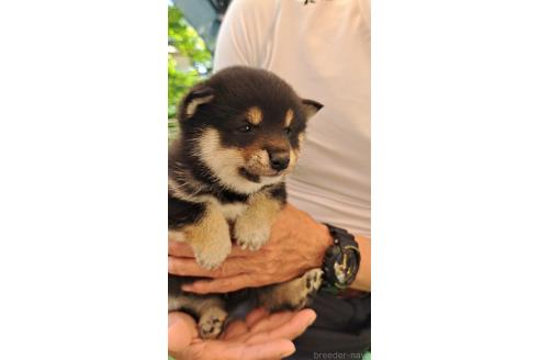 販売中の熊本県の柴犬-386522の6枚目