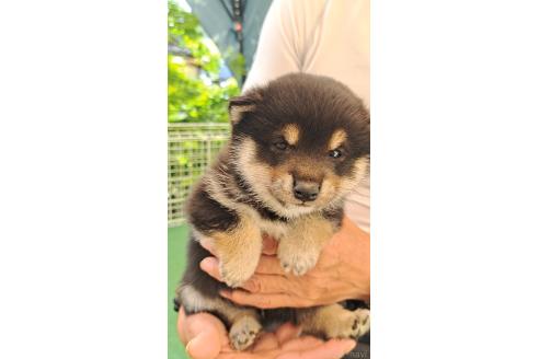 販売中の熊本県の柴犬-386522の5枚目