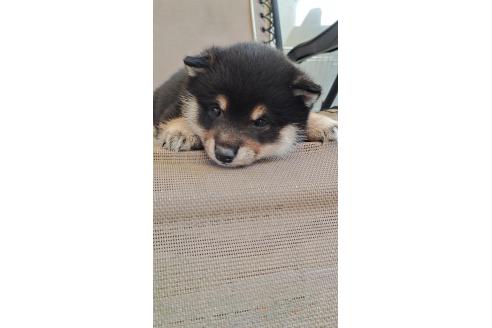 販売中の熊本県の柴犬-386522の4枚目