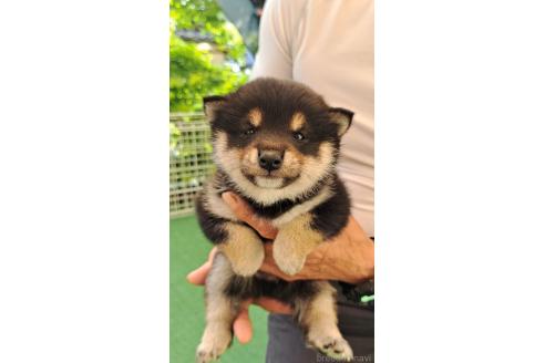販売中の熊本県の柴犬-386522の3枚目