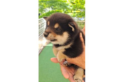 販売中の熊本県の柴犬-386522の2枚目