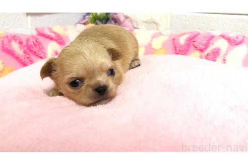 販売中の埼玉県のチワワ(ロングコート)-386531の9枚目