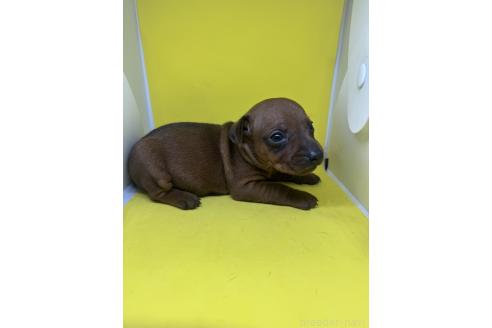 販売中の福岡県のミニチュアピンシャー(ミニピン)-385088の3枚目