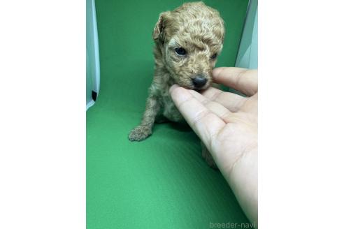 成約済の福岡県のトイプードル-385107の5枚目