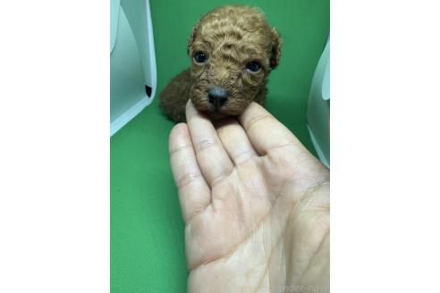 販売中の福岡県のトイプードル-385108