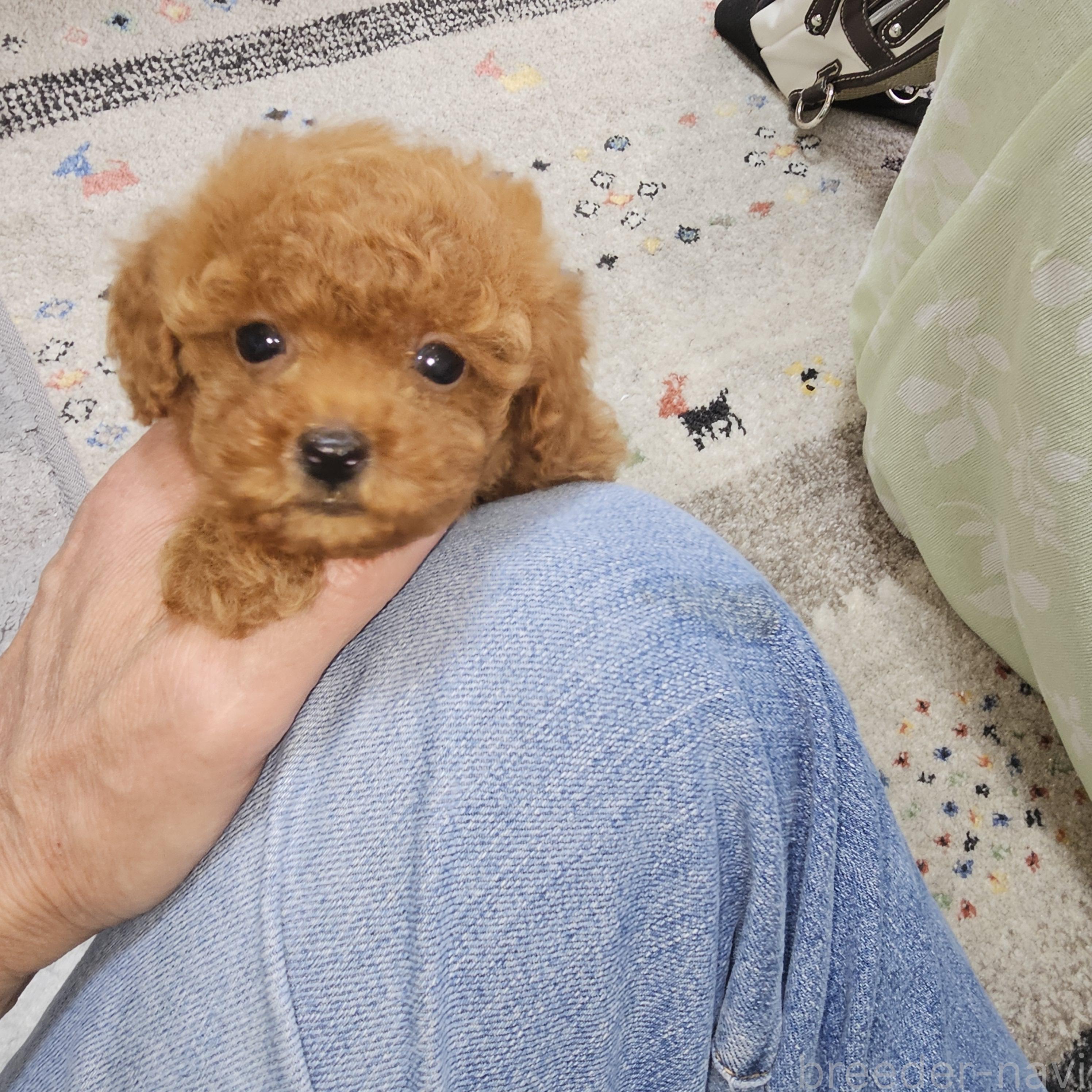販売中の埼玉県のティーカッププードル-386535の5枚目