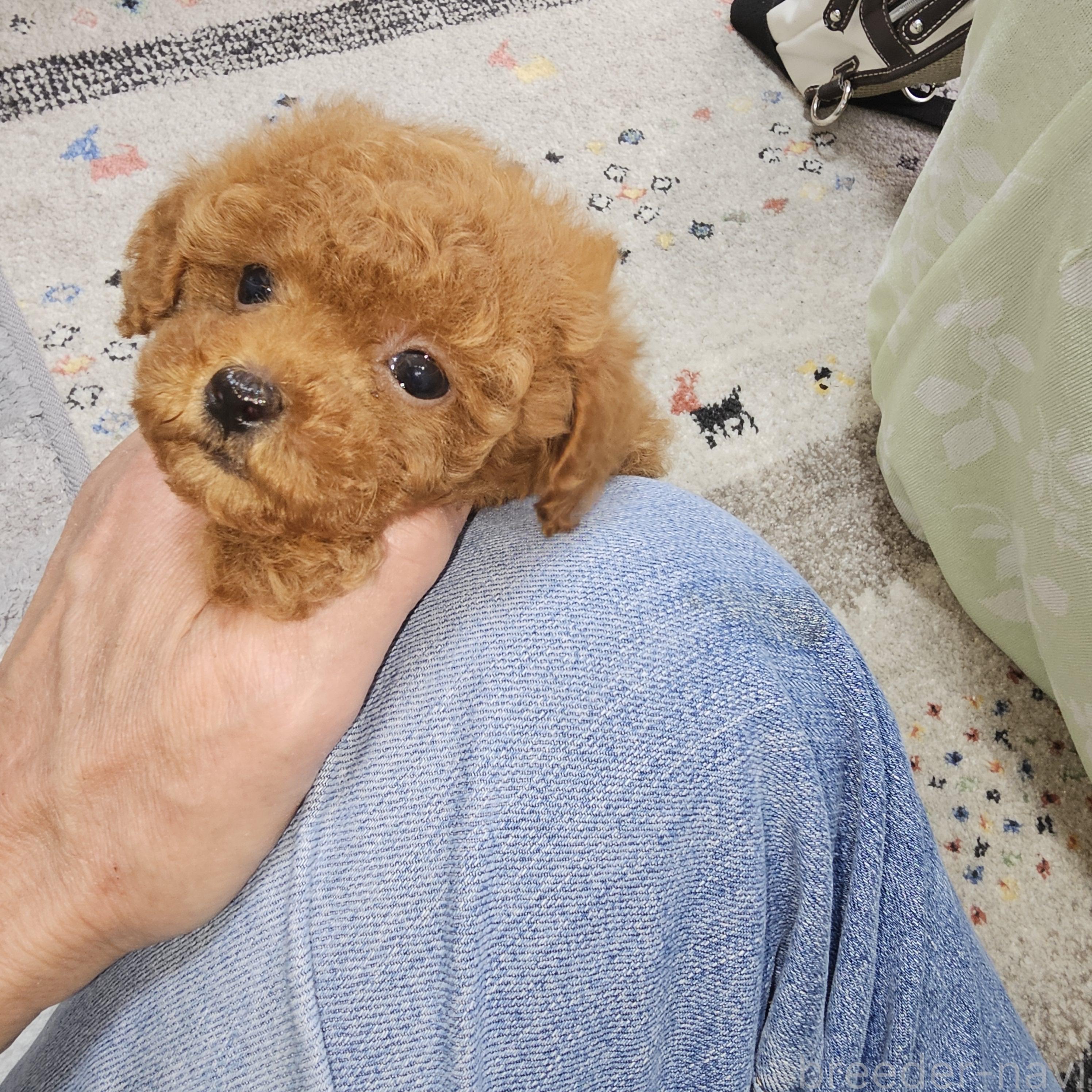 販売中の埼玉県のティーカッププードル-386535の4枚目