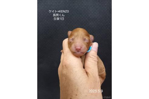 販売中の大阪府のタイニープードル-386541の5枚目