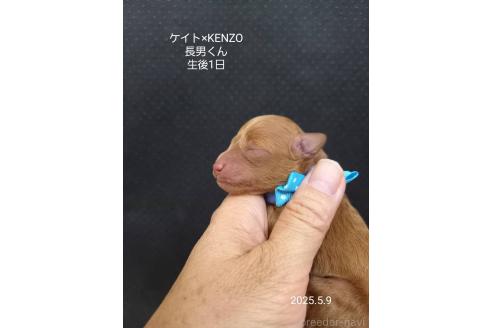 販売中の大阪府のタイニープードル-386541の4枚目