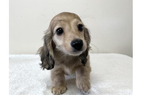 販売中の兵庫県のカニンヘンダックスフンド(ロングヘアード)-382187