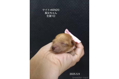 販売中の大阪府のタイニープードル-386542の4枚目