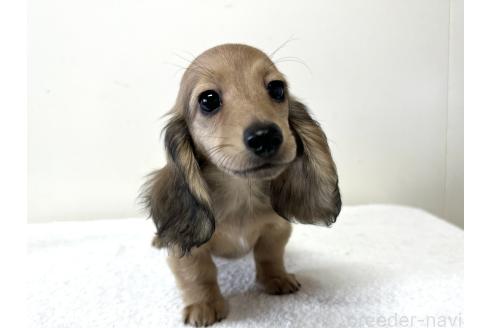 成約済の兵庫県のカニンヘンダックスフンド(ロングヘアード)-382191の5枚目