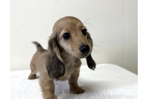 販売中の兵庫県のカニンヘンダックスフンド(ロングヘアード)-382191
