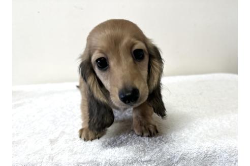 成約済の兵庫県のカニンヘンダックスフンド(ロングヘアード)-382191の4枚目