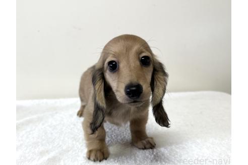成約済の兵庫県のカニンヘンダックスフンド(ロングヘアード)-382191の3枚目