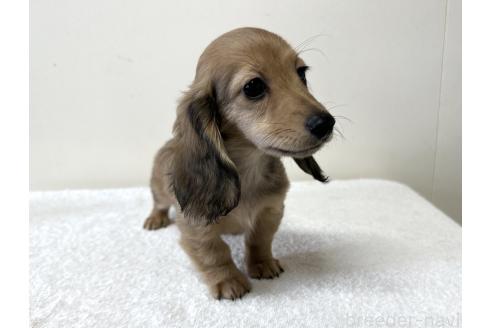 成約済の兵庫県のカニンヘンダックスフンド(ロングヘアード)-382191の2枚目