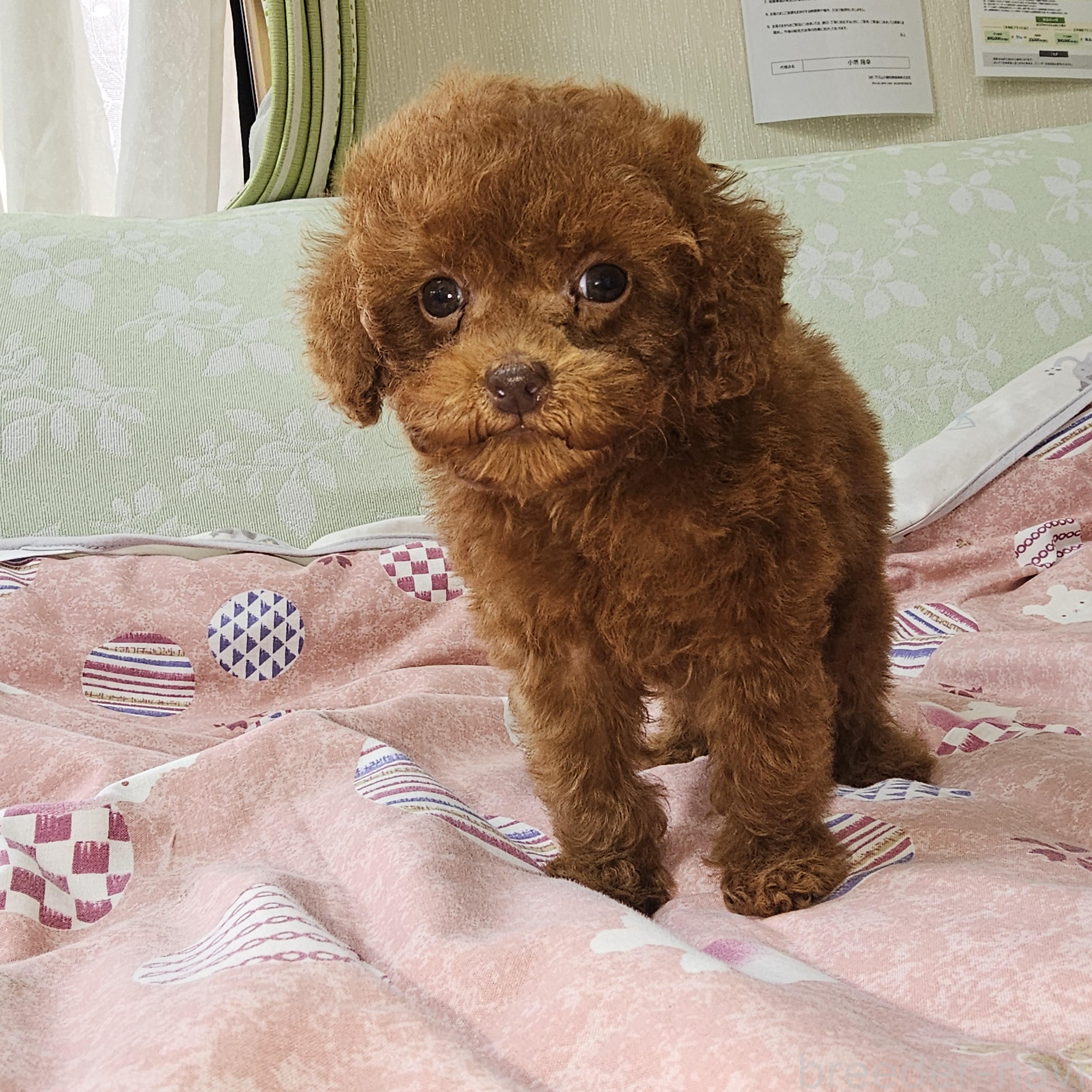 販売中の埼玉県のタイニープードル-386546の5枚目