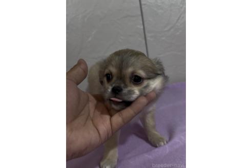 成約済の福岡県のミックス犬-381621の5枚目