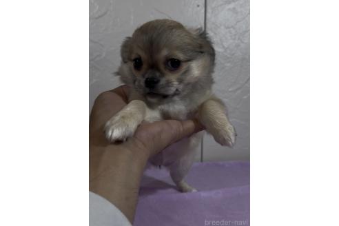 成約済の福岡県のミックス犬-381621の4枚目