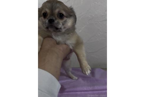 成約済の福岡県のミックス犬-381621の3枚目