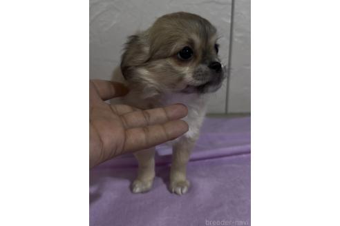 成約済の福岡県のミックス犬-381621の2枚目