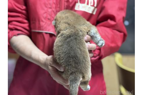 販売中の千葉県の柴犬-386548の2枚目