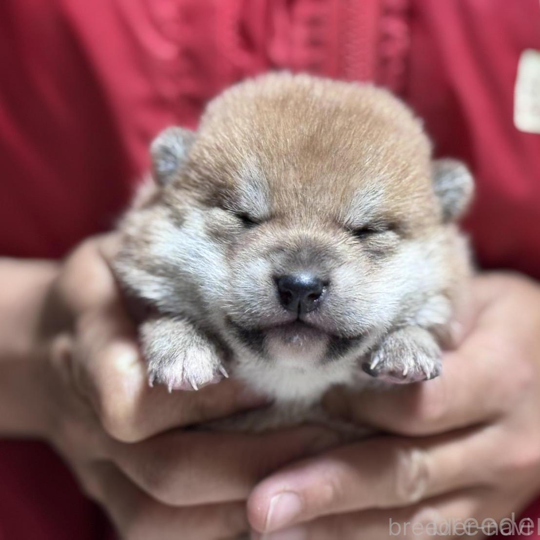 販売中の千葉県の柴犬-386548の1枚目
