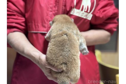 販売中の千葉県の柴犬-386549の2枚目
