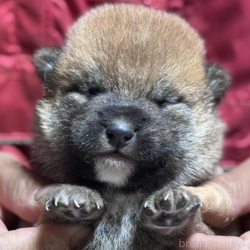 販売中の千葉県の柴犬-386549の1枚目
