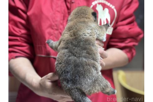 販売中の千葉県の柴犬-386550の2枚目