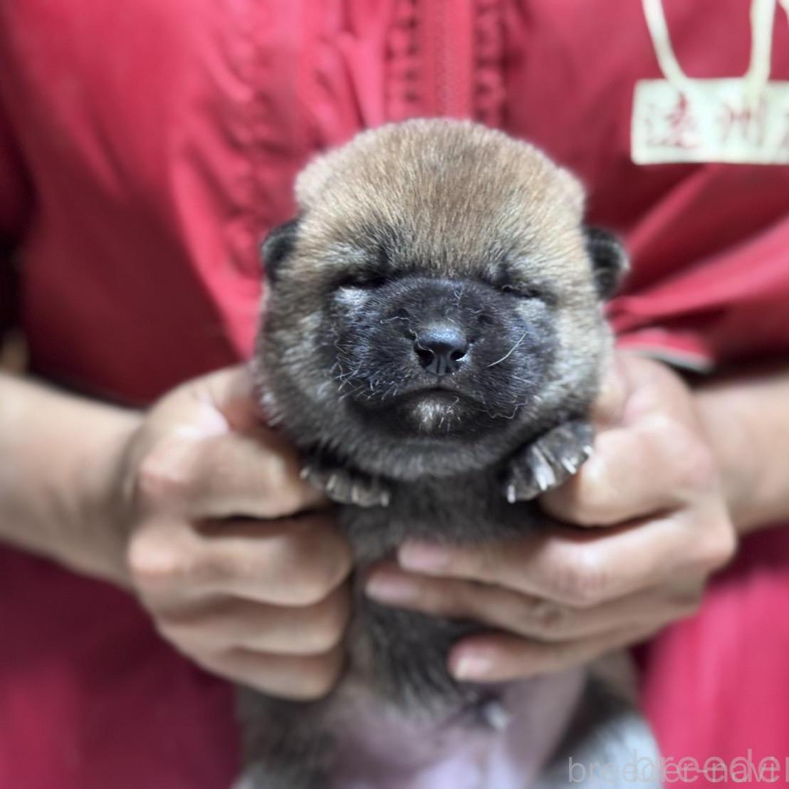 販売中の千葉県の柴犬-386550の1枚目