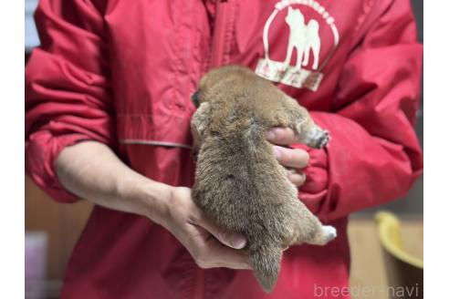 販売中の千葉県の柴犬-386551の2枚目