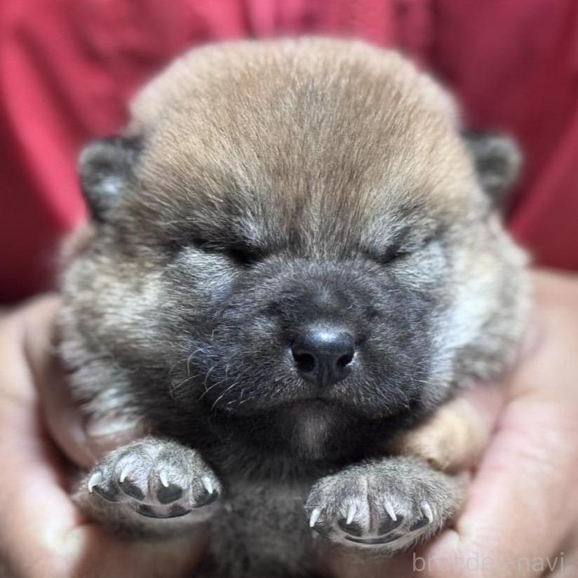 販売中の千葉県の柴犬-386551の1枚目