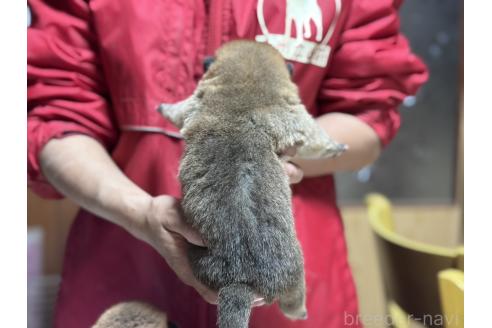 販売中の千葉県の柴犬-386553の2枚目