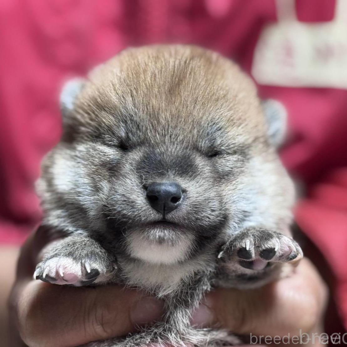 販売中の千葉県の柴犬-386553の1枚目